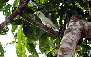 Cacatua haematuropygia -Palawan, Philippines-8