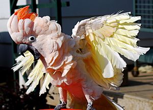 Cacatua moluccensis excited