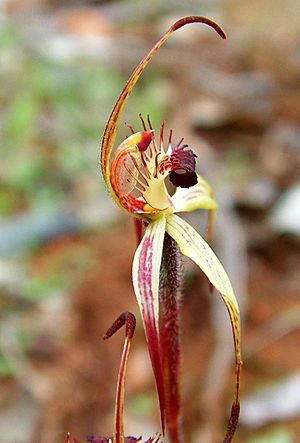Caladenia williamsiae - Little spider orchid (2676055323).jpg