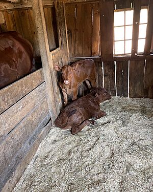 Calves relax at the Freeman Farm