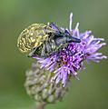Canada Thistle Bud Weevils (Subgenus Phyllonomeus) Mating