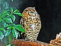 Cape Eagle-Owl RWD