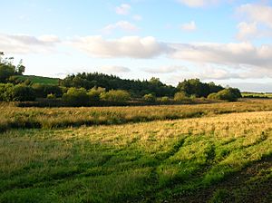 Carcluie Loch, loch vegetation.jpg