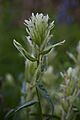 Castilleja caudata (7833509798)