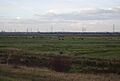 Cattle Grazing, Aveley Marshes - geograph.org.uk - 1601490