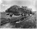 Cattle grazing in the open near a small stream on the Santa Margarita cattle ranch in San Diego County, 1900 (CHS-2358)