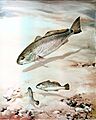 Channelbass