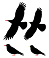 ChoughsDiff