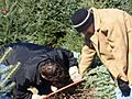 Christmas tree farm customers cut n choose1