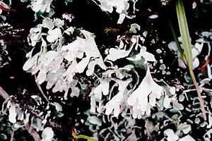 Cladonia apodocarpa (EU)