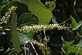 Coccoloba uvifera flower