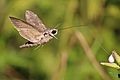 Convolvulus hawk-moth (Agrius convolvuli) 2