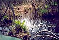 Cowles bog in the spring