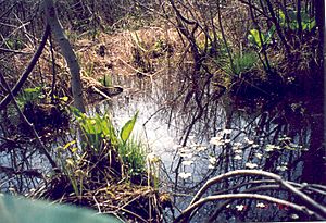 Cowles bog in the spring