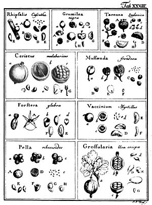 De Fructibus Et Seminibus Plantarum Tab. 28