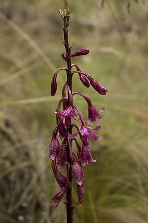 Purple hyacinth orchid Facts for Kids