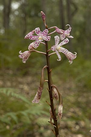 Dipodium pardalinum - Lower Glenelg National Park.jpg
