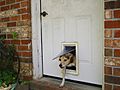 Doggy door exit