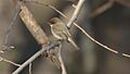 Eastern Phoebe (8620221047)
