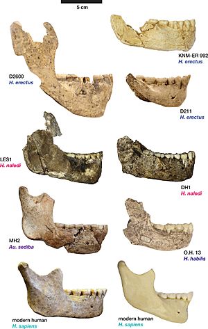 Elife-24232-fig11-v1 Comparison of Homo naledi mandibles to other hominin species, from lateral view