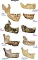 Elife-24232-fig11-v1 Comparison of Homo naledi mandibles to other hominin species, from lateral view
