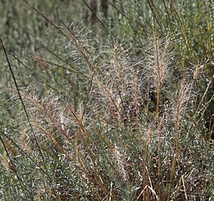 Elymus elymoides squirrel-tail grass clump late
