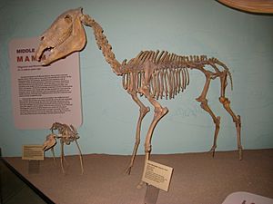 Equus simplicidens UMNH.jpg