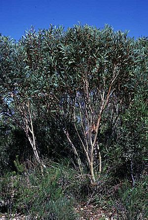 Eucalyptus erectifolia.jpg