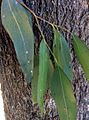 Eucalyptus moluccana - bark and leaves