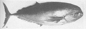 FMIB 49410 Game Fishes of North America (Pacific Ocean) -.jpeg