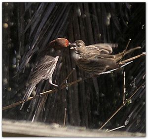 Father House finch feeds baby