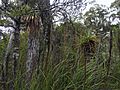 February 2017 Southern Tasmania