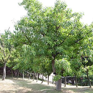 Ficus superba var. japonica by OpenCage.jpg