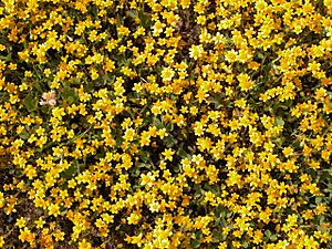 Figueroa Mountain yellow wildflowers