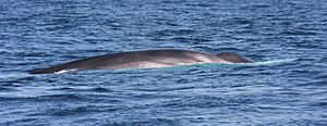 Fin whale - Ireland Porcupine Seabight