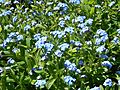 Forget-me-nots in Gunnersbury Triangle