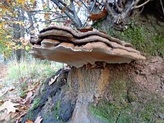 Ganoderma applanatum - Leusderheide, Utrecht, NL 2019 13