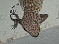 Gekko gecko 221285