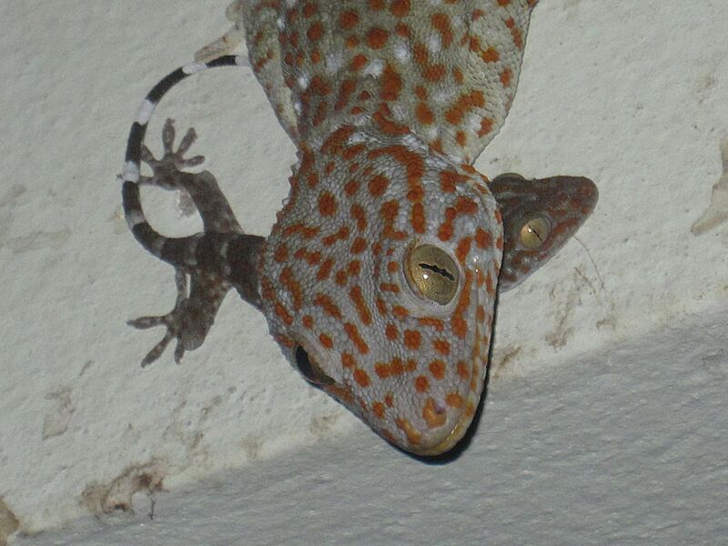 Gekko gecko 221285