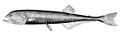 Gonostoma elongatum