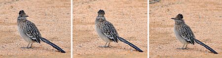 Greater Roadrunner Collage