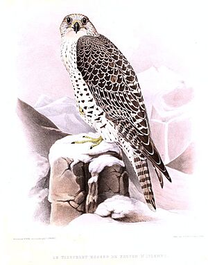 Greenland Falcon Wolf