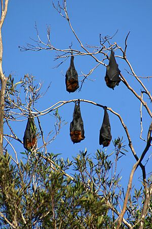 GreyHeadedFlyingFox