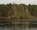 Heath Lake near Crowthorne - geograph.org.uk - 696189