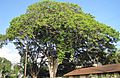 Honolulu-GraceCooke-sandboxtree-full