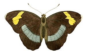 Illustrations of Exotic Entomology Nymphalis Medon.jpg