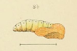 Izatha attactella Pupa - An elementary manual of NZ entomology (Fig. 8b Plate XII) (cropped)