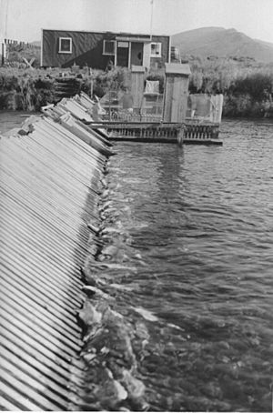 Karluk river Alaska spawned out pink salmon dead at Karluk river counting weir