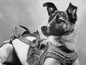Laika (Soviet dog).jpg