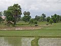 Laos ricefields